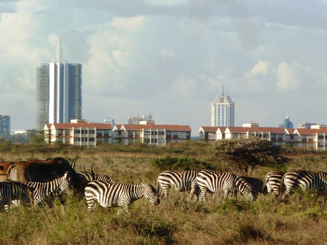 Nariobi skyline with Zebra